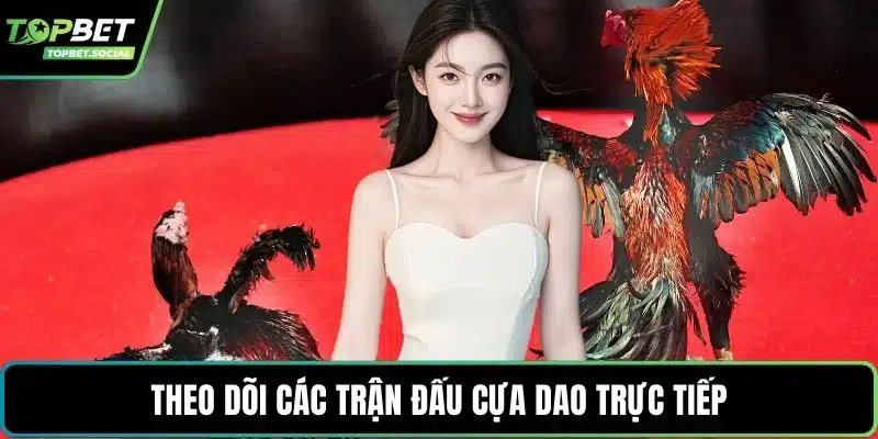 Theo dõi các trận đấu cựa dao trực tiếp